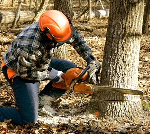 Tree Removal in Dickeyville, WI